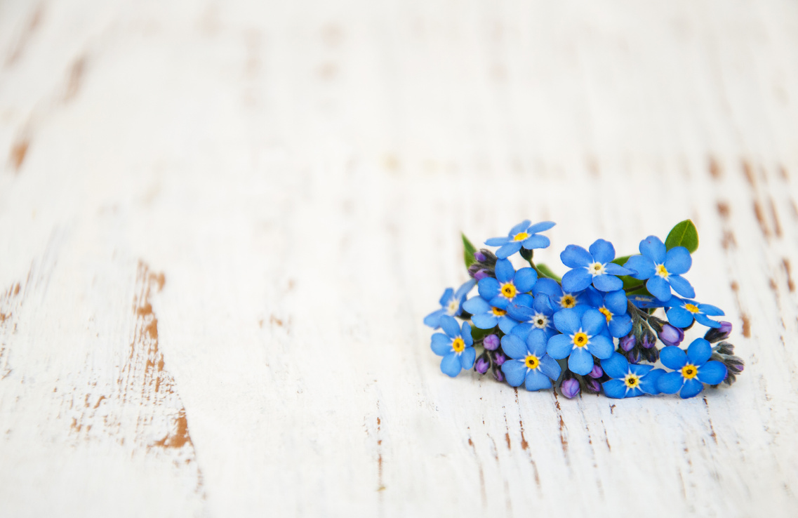 Forget-me-nots flowers